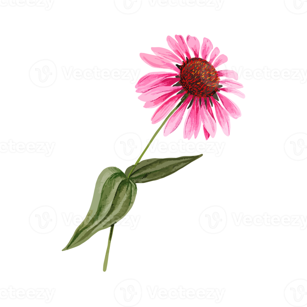 Flower and Leaf Illustration png