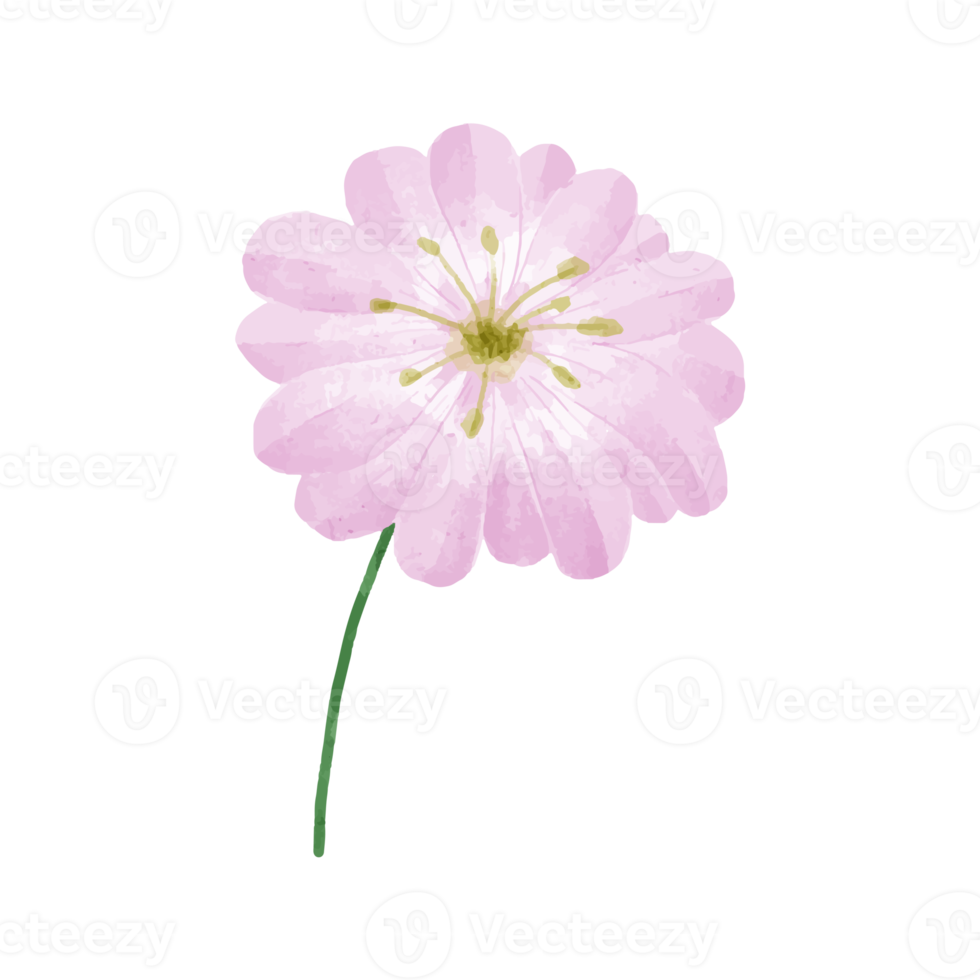 illustration de fleurs et de feuilles png