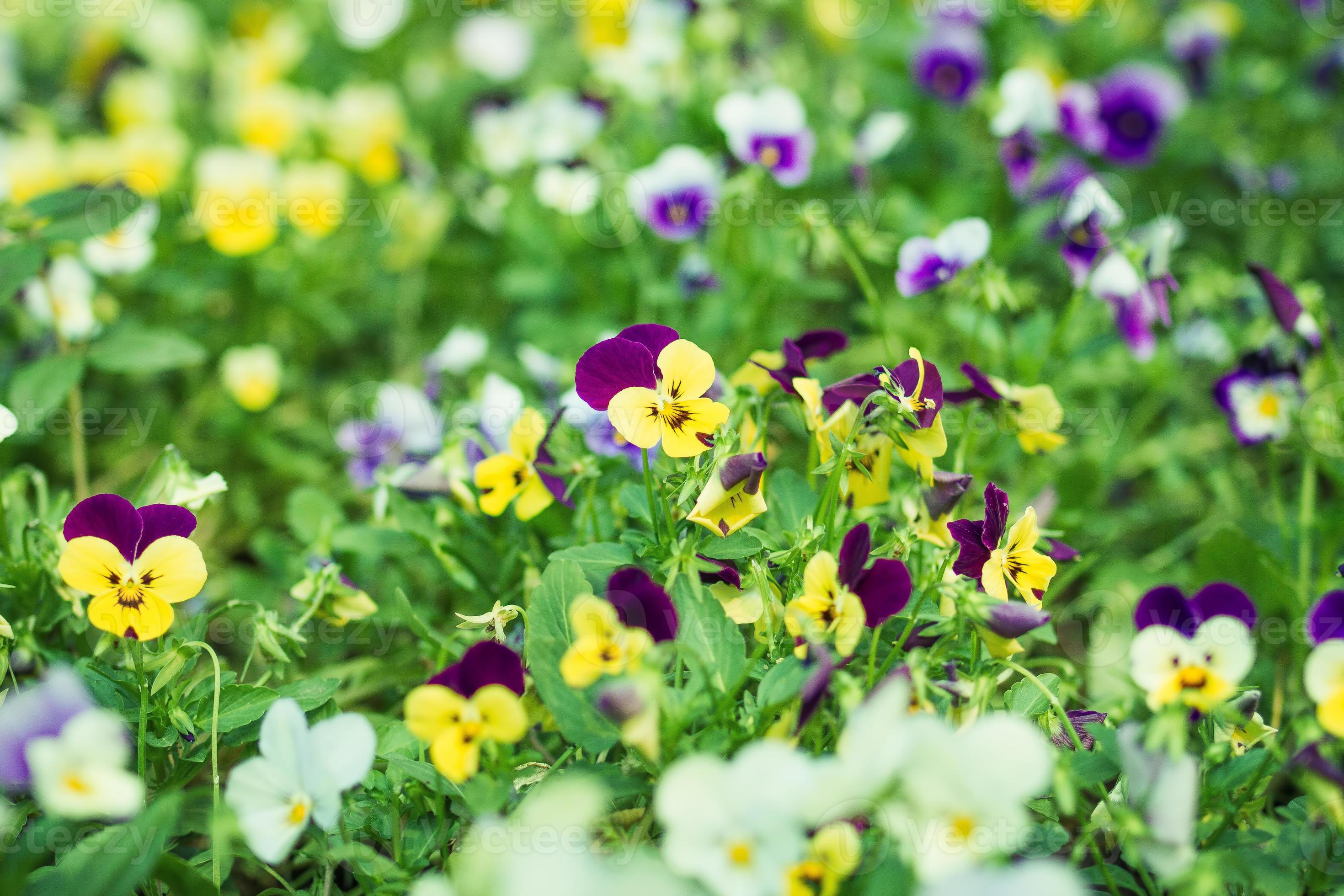 campo con bellas flores de violas tricolor o pensamiento silvestre