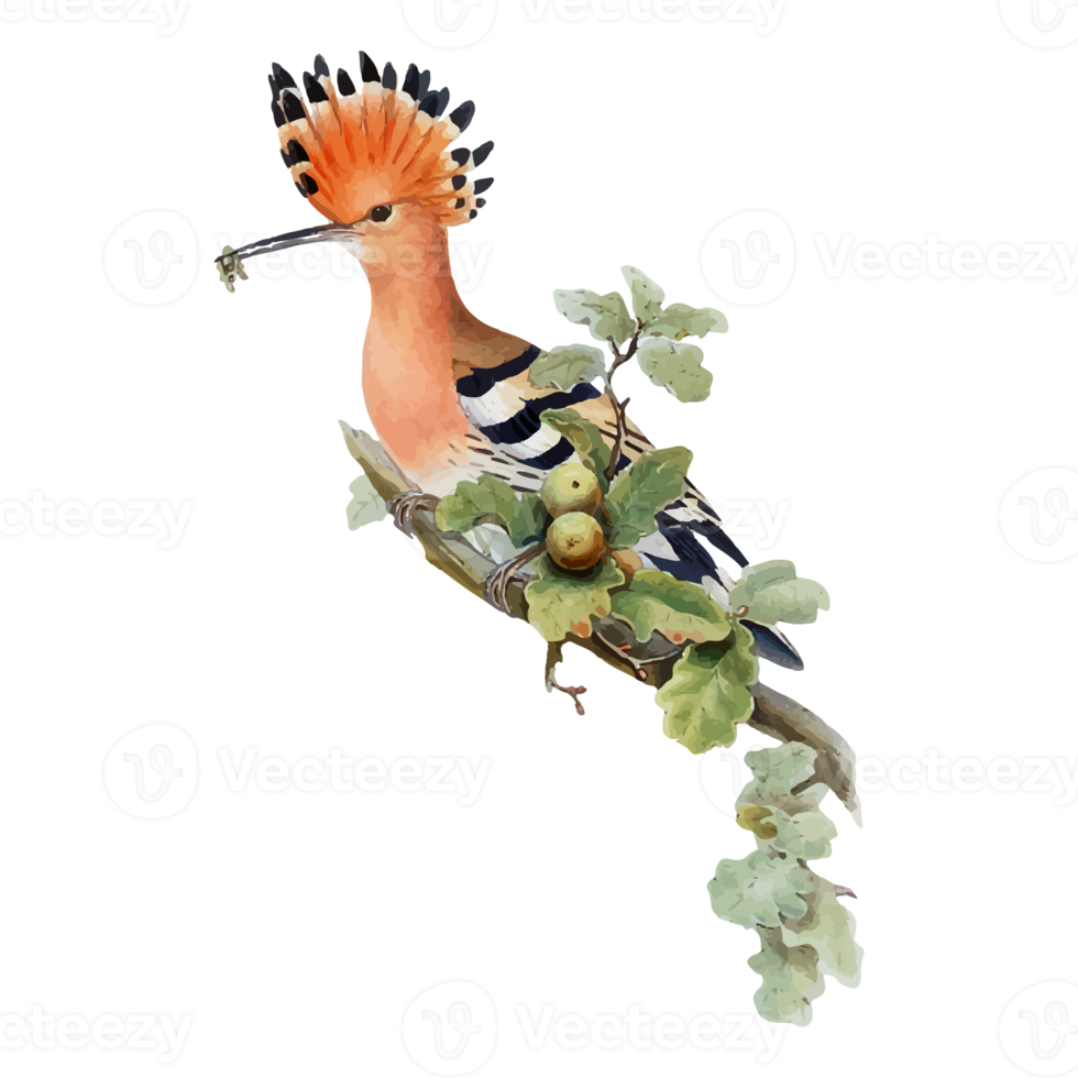 Exotic Bird Illustration png