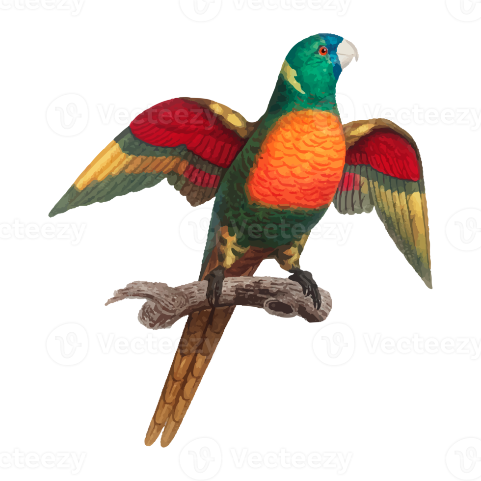 Exotic Bird Illustration png