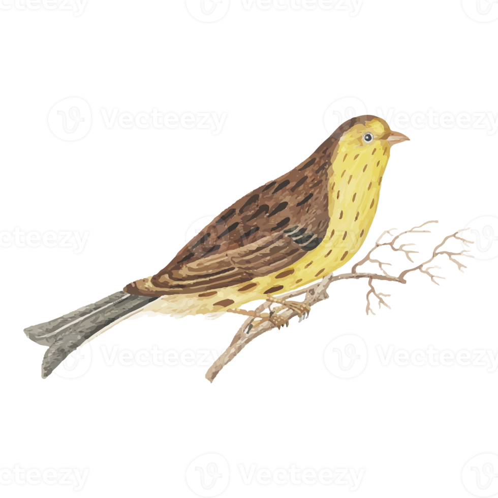 exotische vogelillustration png