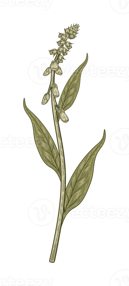 Botanical Flower Illustration png