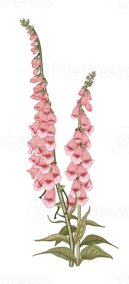 Botanical Flower Illustration png