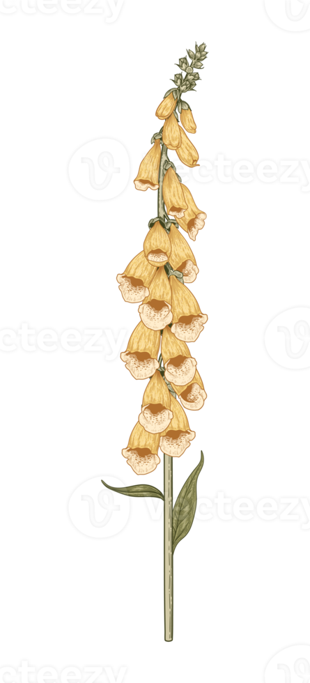 Botanical Flower Illustration png