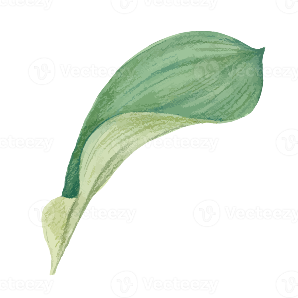 Flower and Leaf Illustration 12661886 PNG