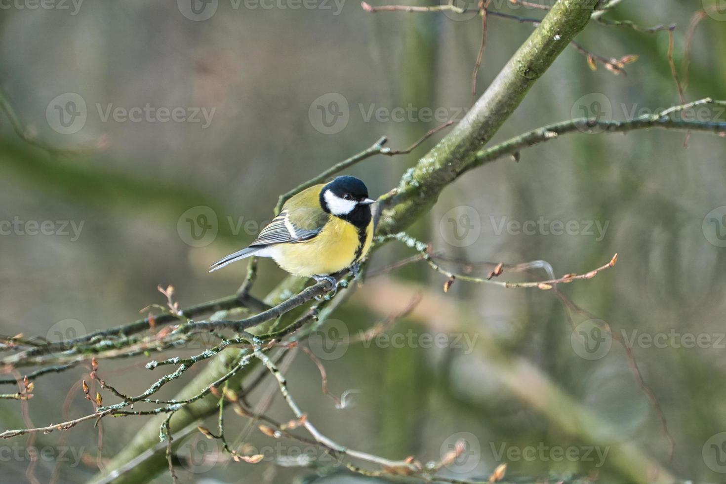 great tit on winter tree photo