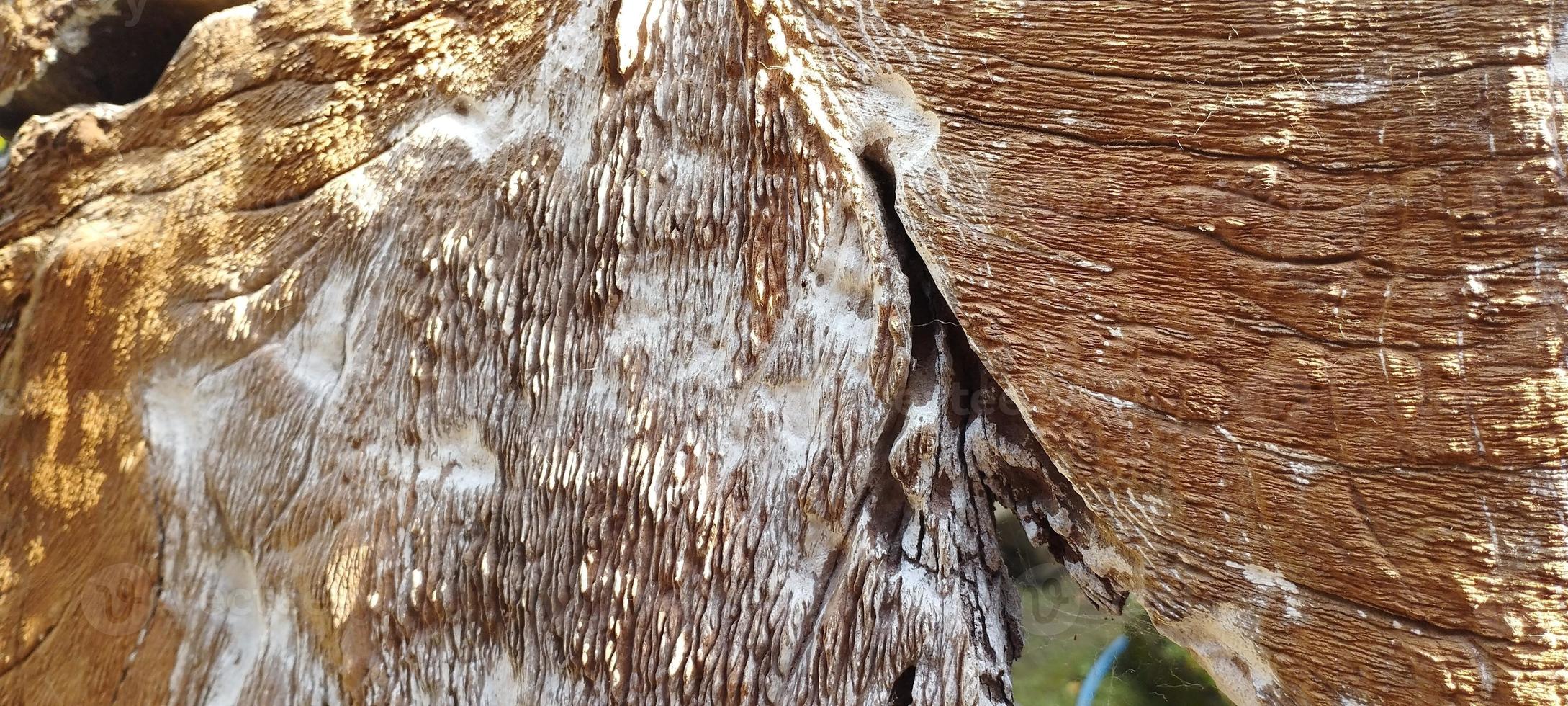 natural aesthetic wood with wood grain on the rough front photo