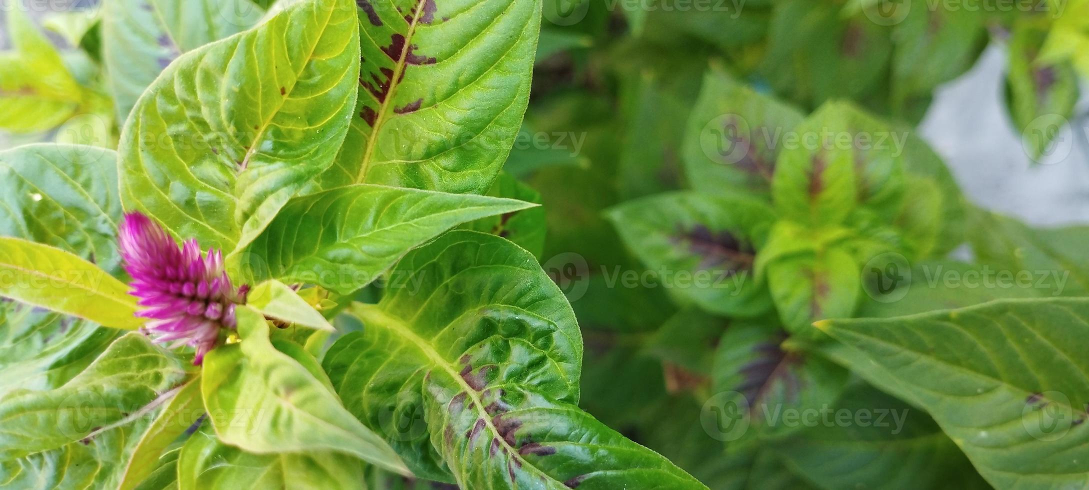 la planta de peine de pollo es rosa y las hojas son verdes foto