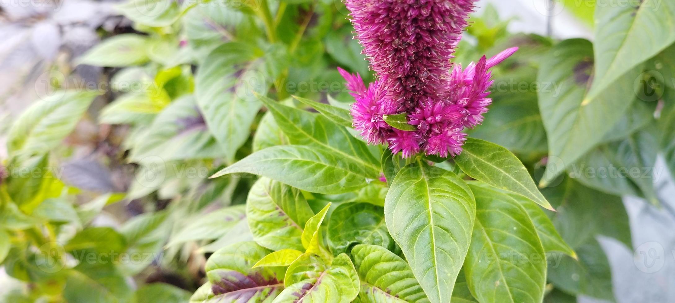 The chicken's comb plant is pink and the leaves are green photo