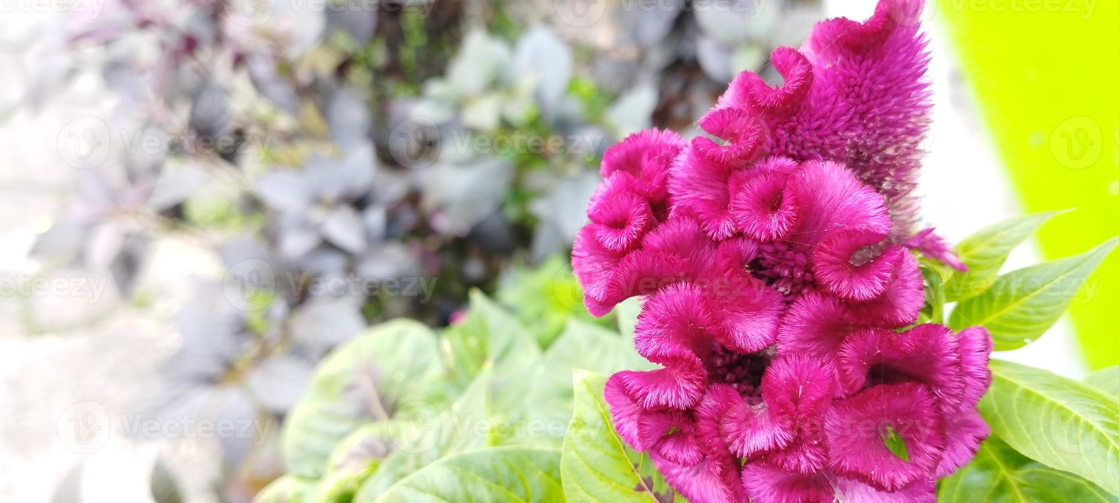 la planta de peine de pollo es rosa y las hojas son verdes foto