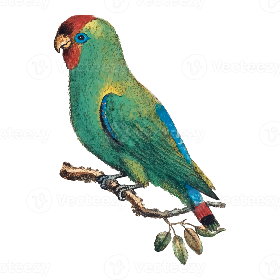 Exotic Bird Illustration png