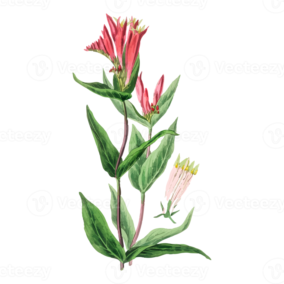 Botanical Flower Illustration png