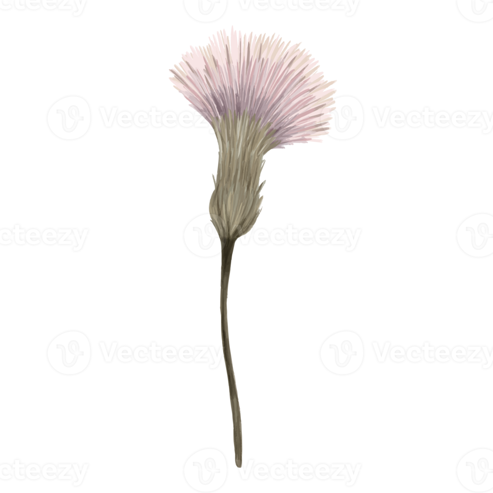 Botanical Flower Illustration png