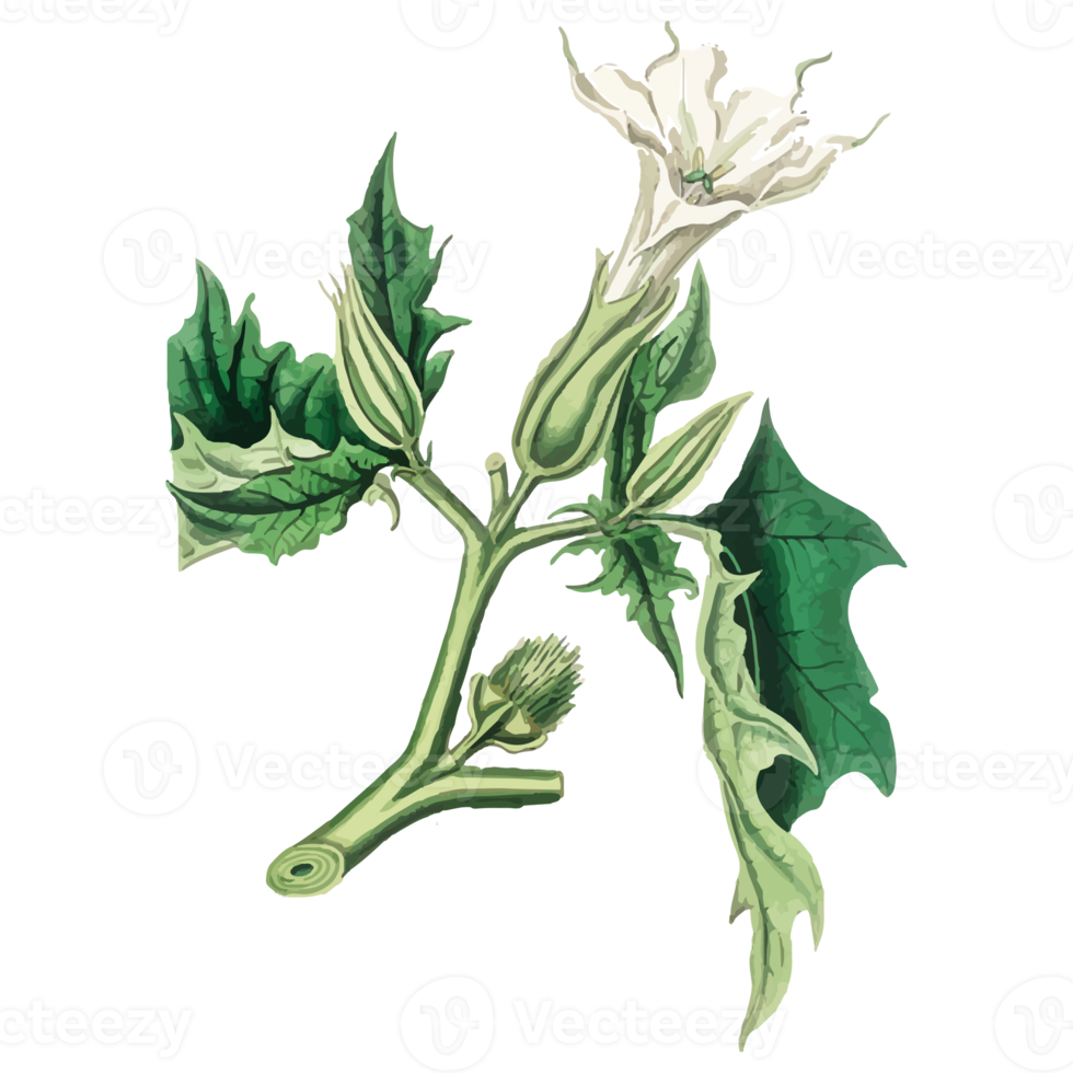 Botanical Flower Illustration png