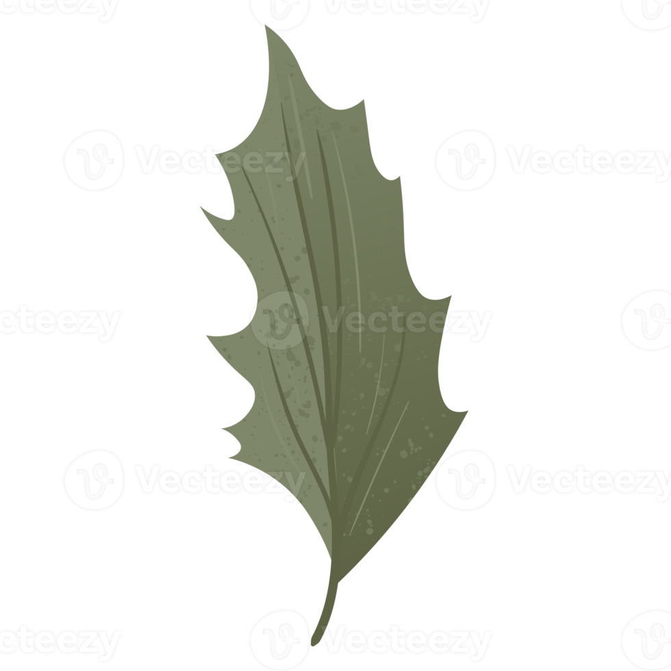 Flower and Leaf Illustration png