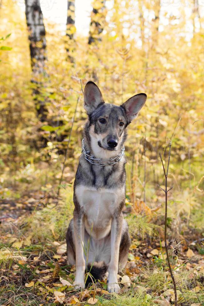 Brown and white short-haired mongrel dog is sitting on autumn grass and leaves during a walk in a park. photo