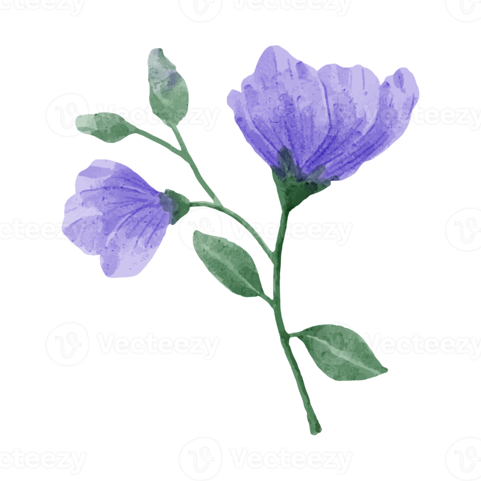 Flower and Leaf Illustration png