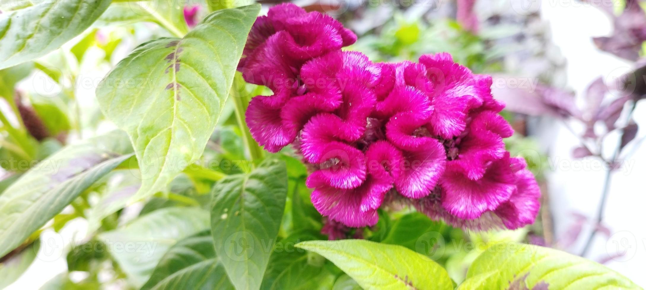 la planta de peine de pollo es rosa y las hojas son verdes foto