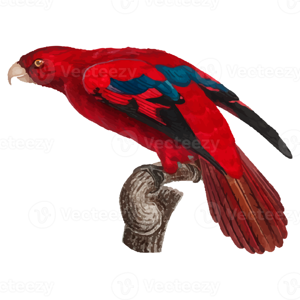 Exotic Bird Illustration png