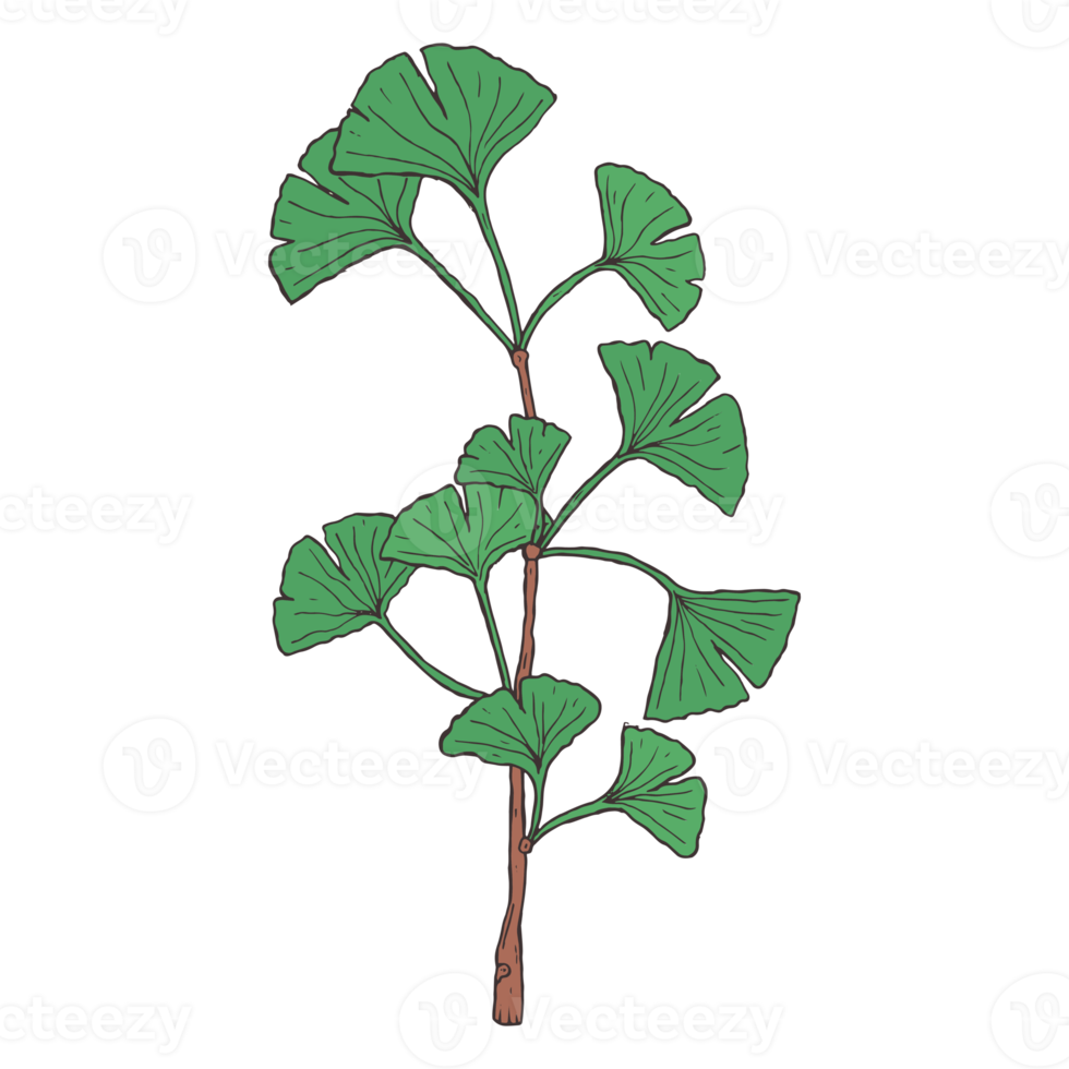 botanisch bloem illustratie png