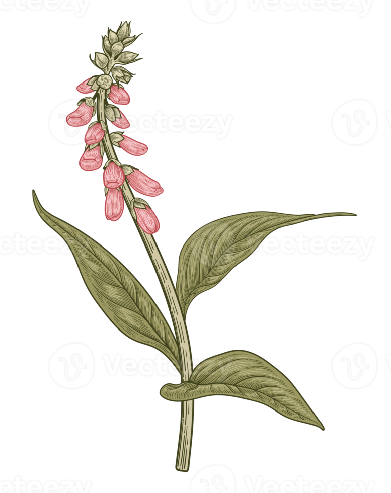 Botanical Flower Illustration png