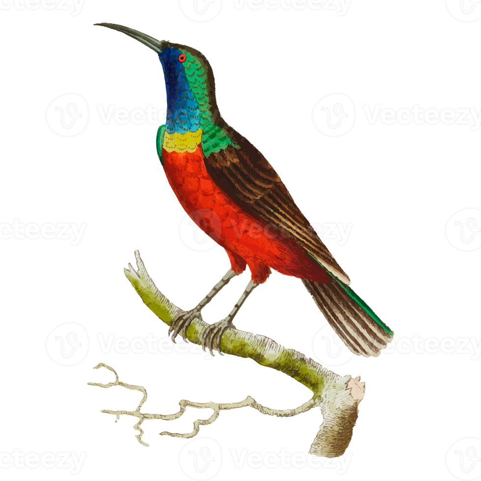 Exotic Bird Illustration png