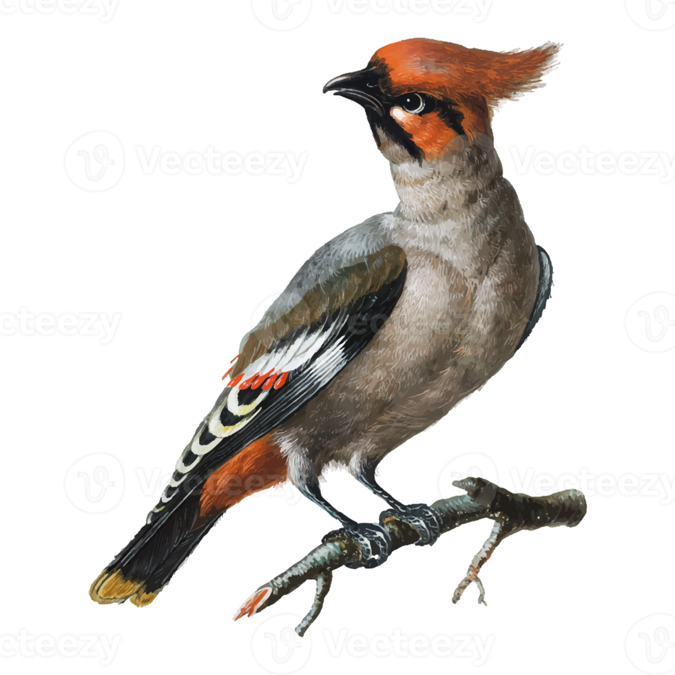 exotische vogelillustration png