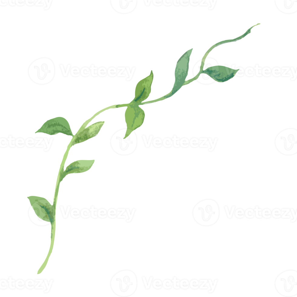 Flower and Leaf Illustration png