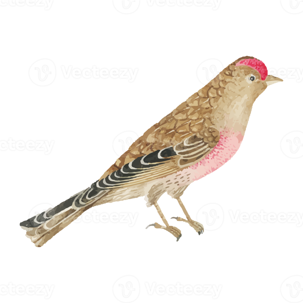 Exotic Bird Illustration png