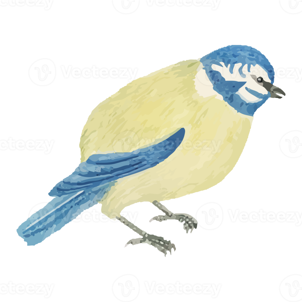 Exotic Bird Illustration 12662597 Png