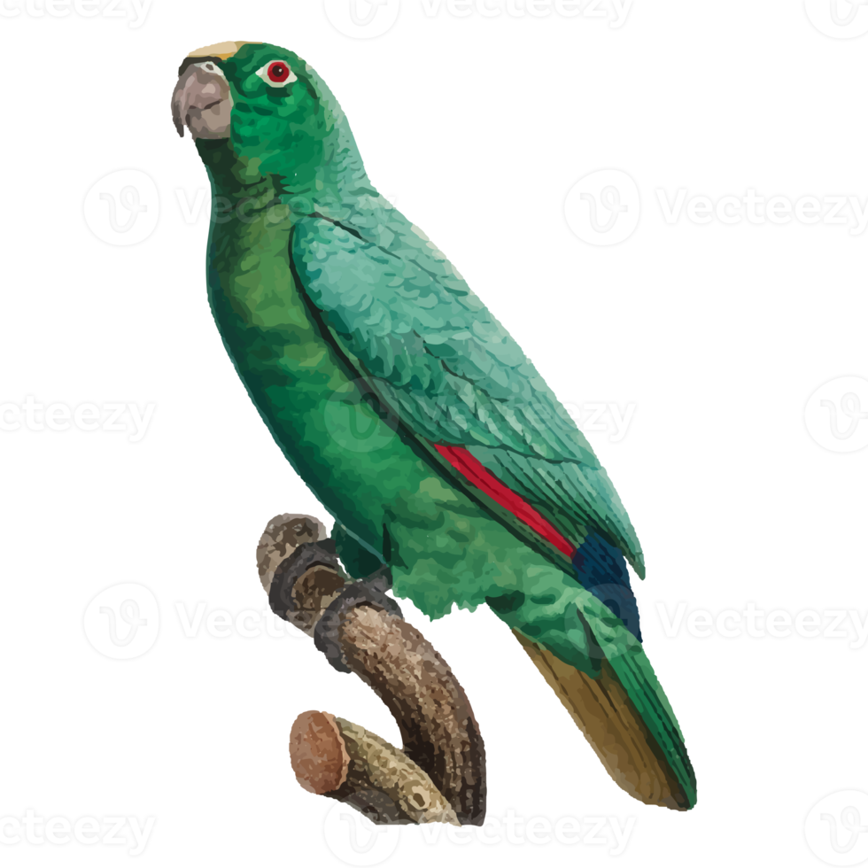 Exotic Bird Illustration png