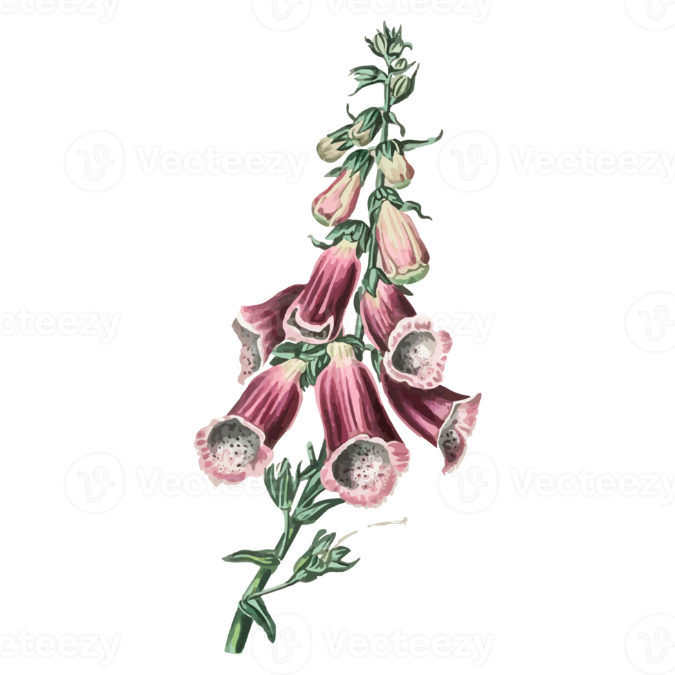 Botanical Flower Illustration png