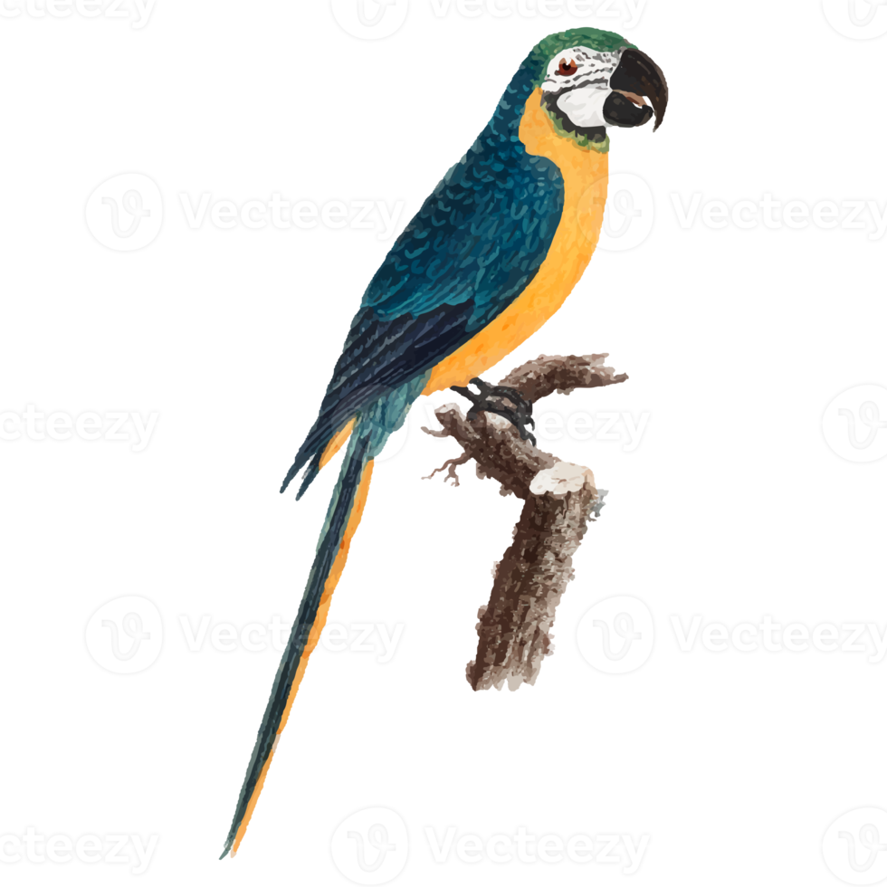 exotische vogelillustration png