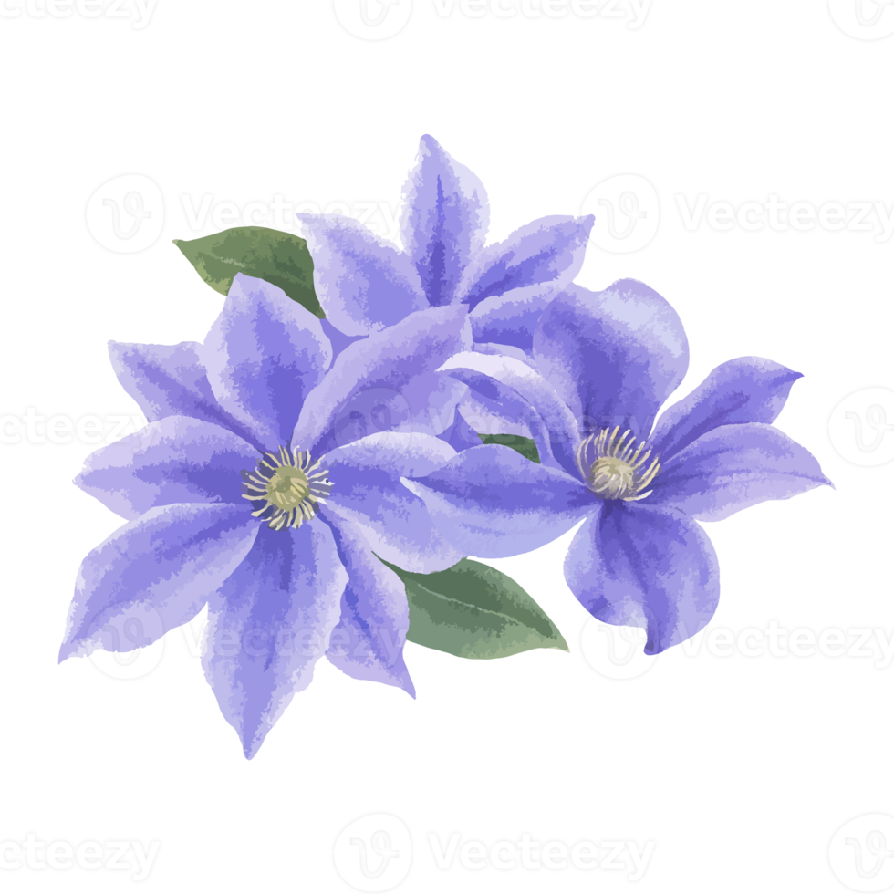 Flower and Leaf Illustration png