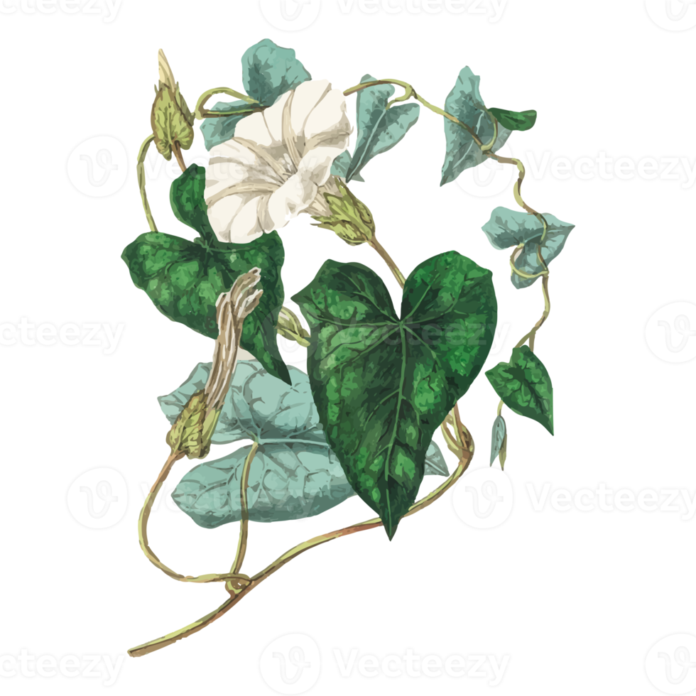 botanisk blomma illustration png