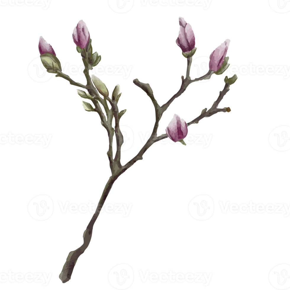 Flower and Leaf Illustration png