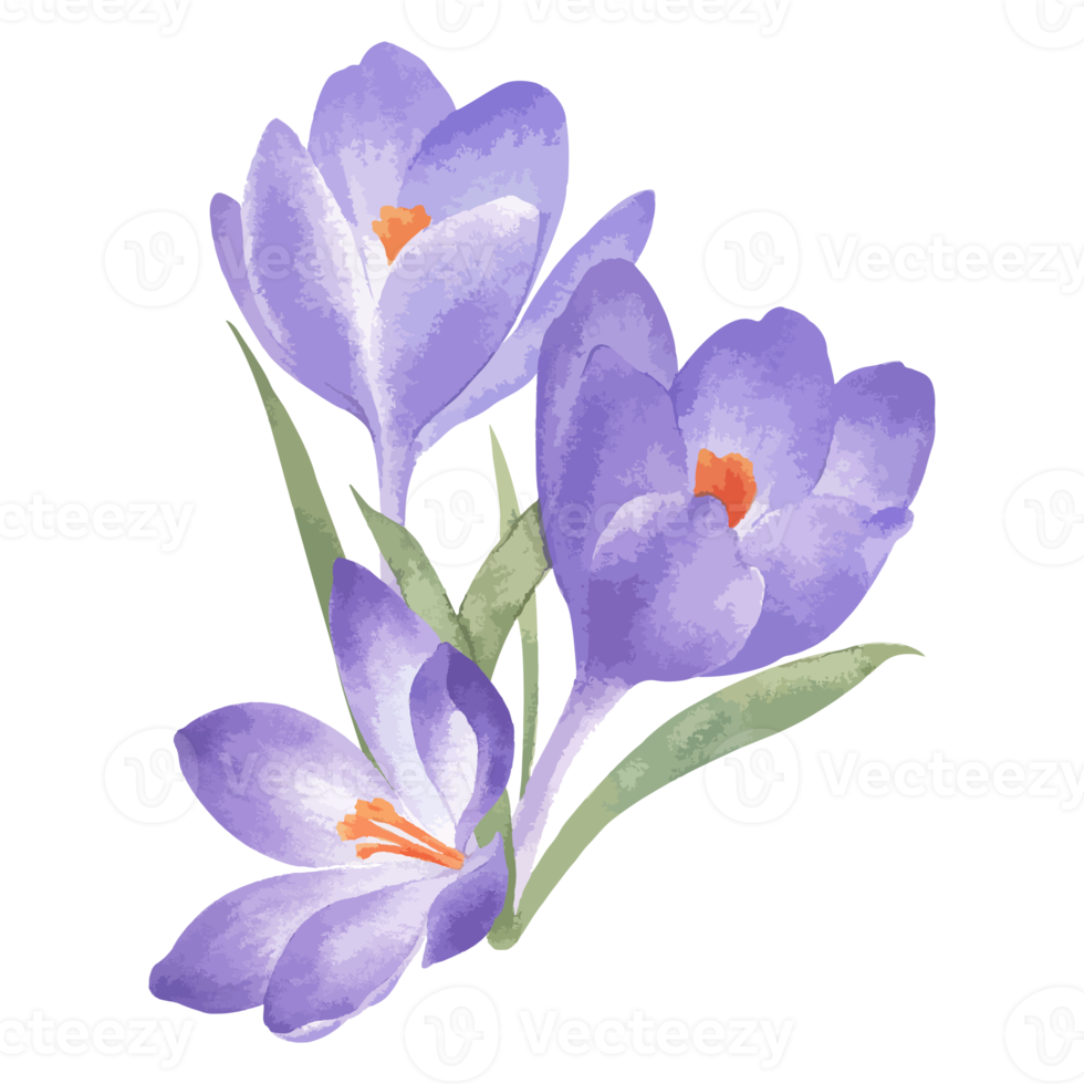 illustration de fleurs et de feuilles png