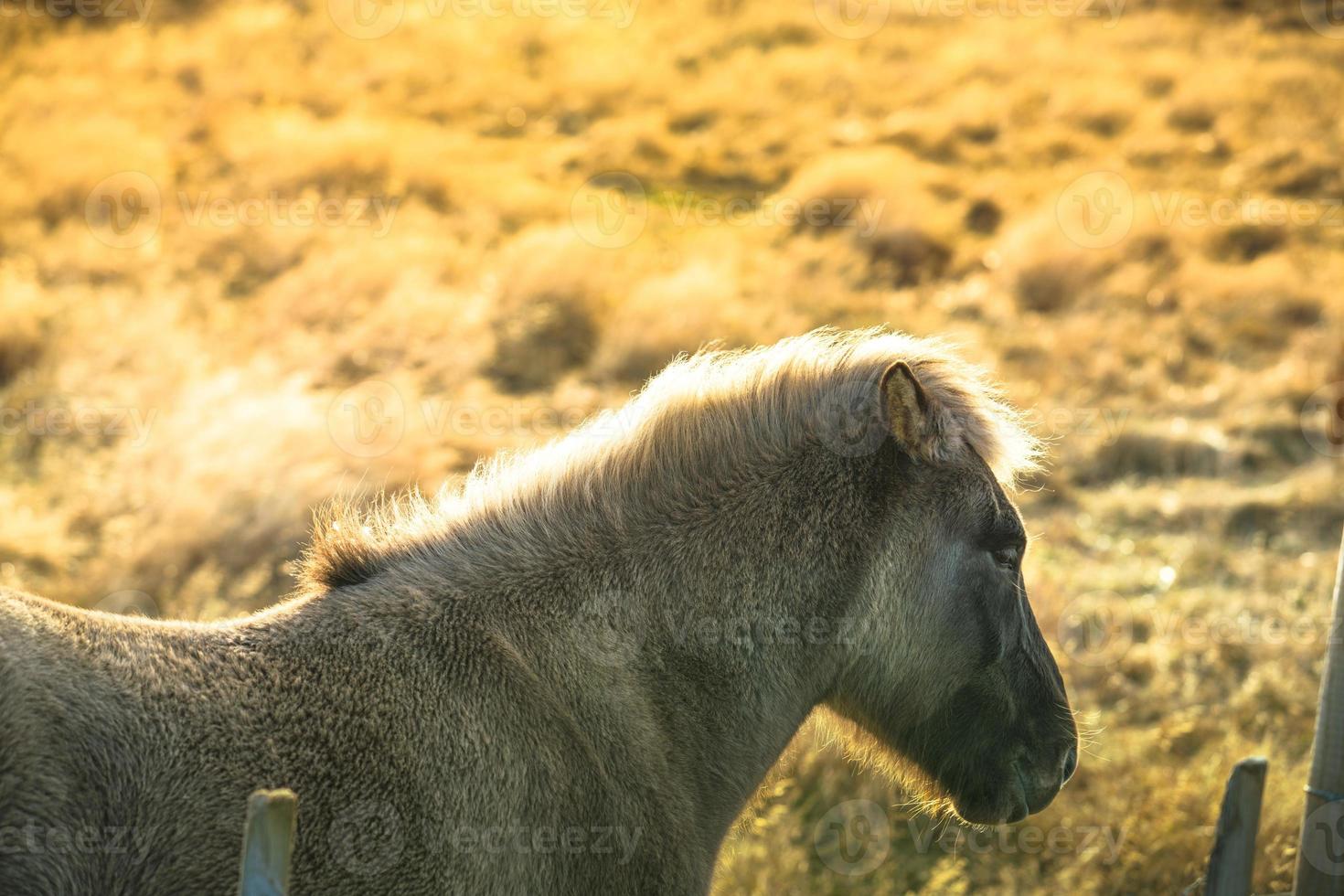 Icelandic horse live in farm photo