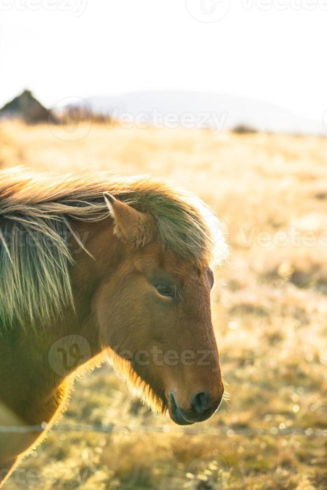 Icelandic horse live in farm photo