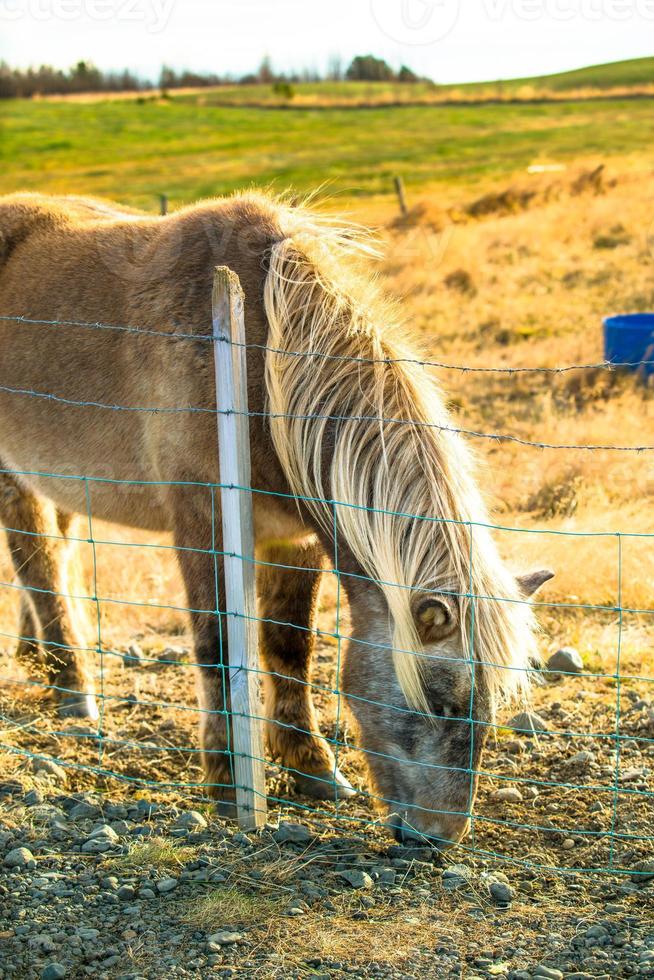 Icelandic horse live in farm photo