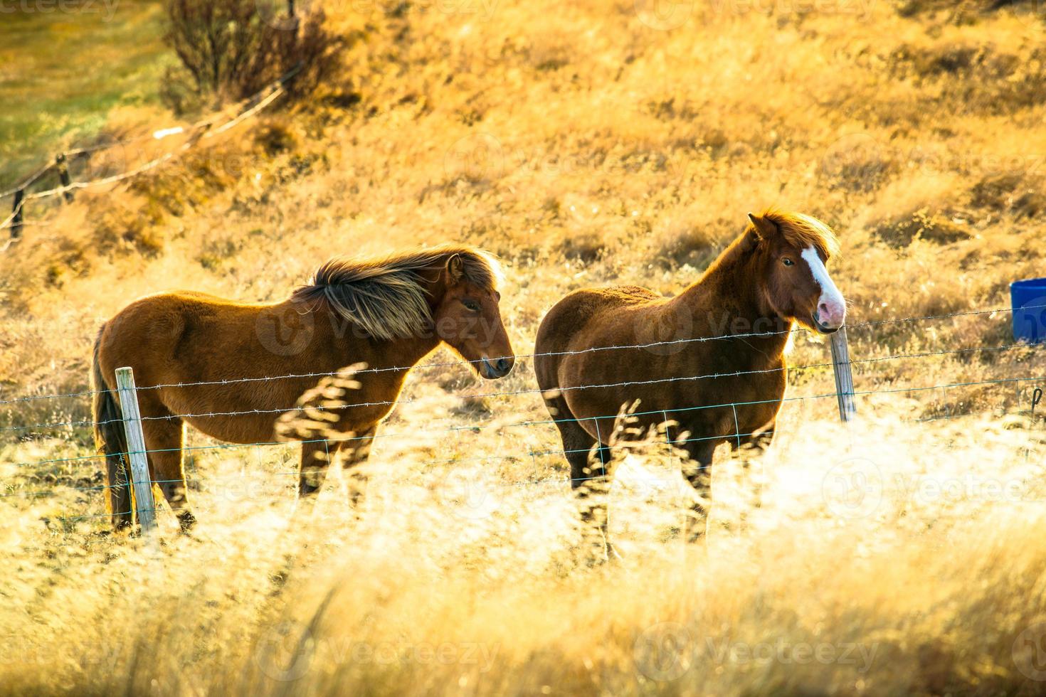 Icelandic horse live in farm photo