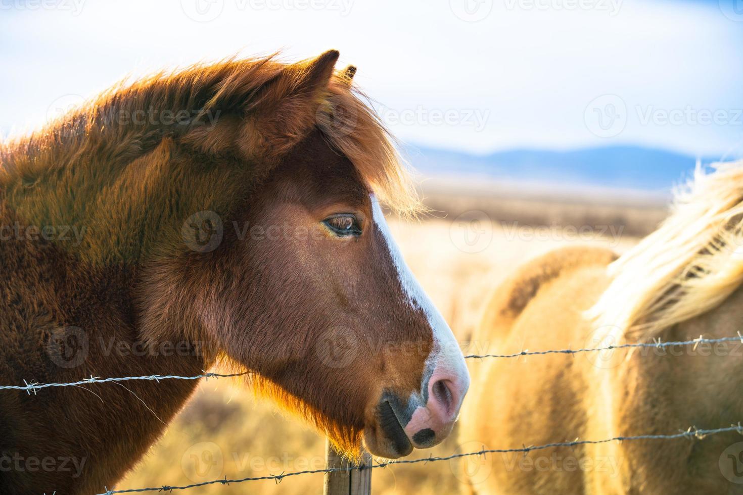 Icelandic horse live in farm photo