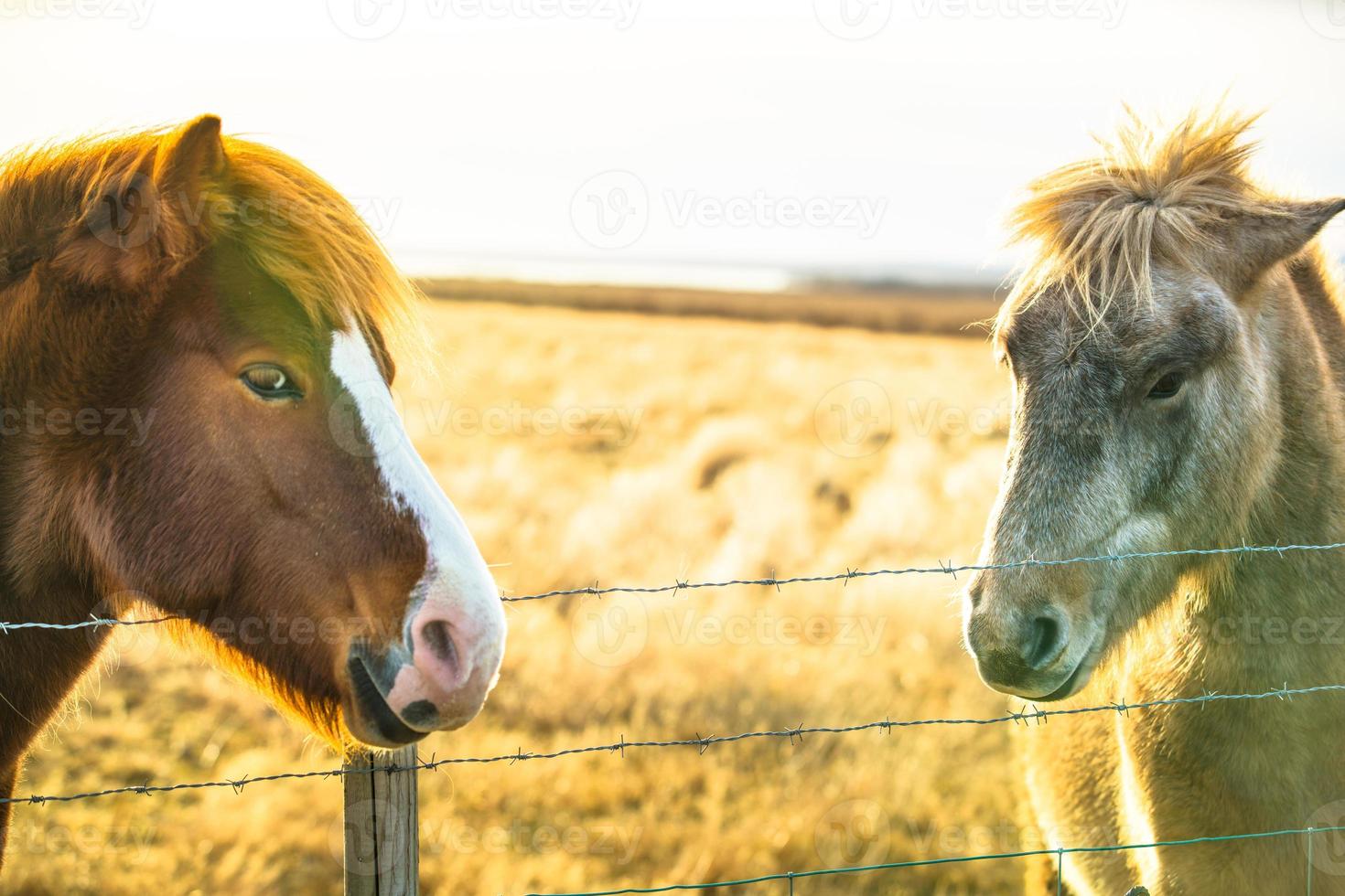 Icelandic horse live in farm photo