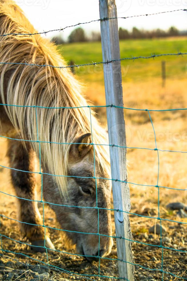 Icelandic horse live in farm photo