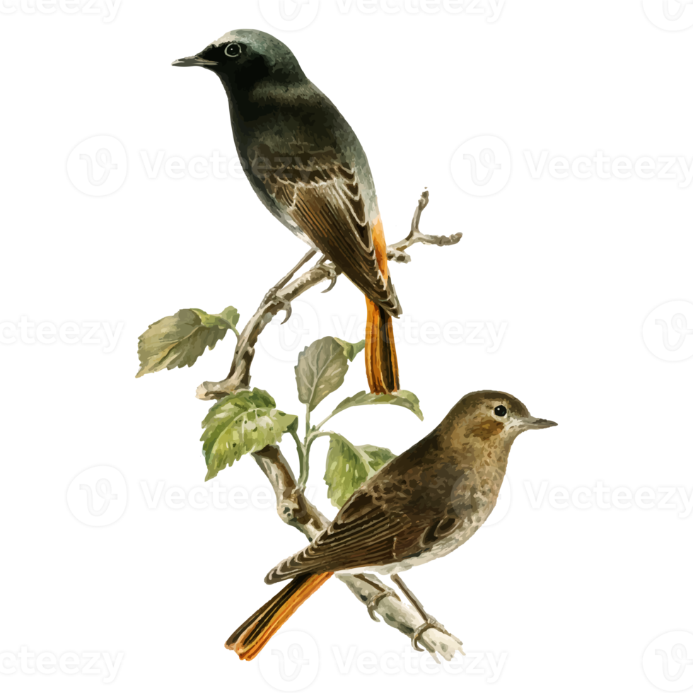 exotisch vogel illustratie png