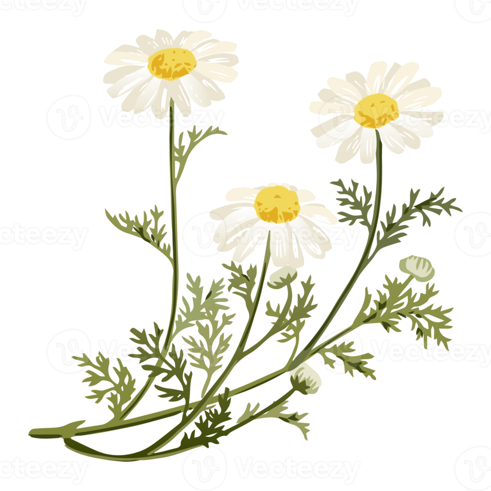 Botanical Flower Illustration png