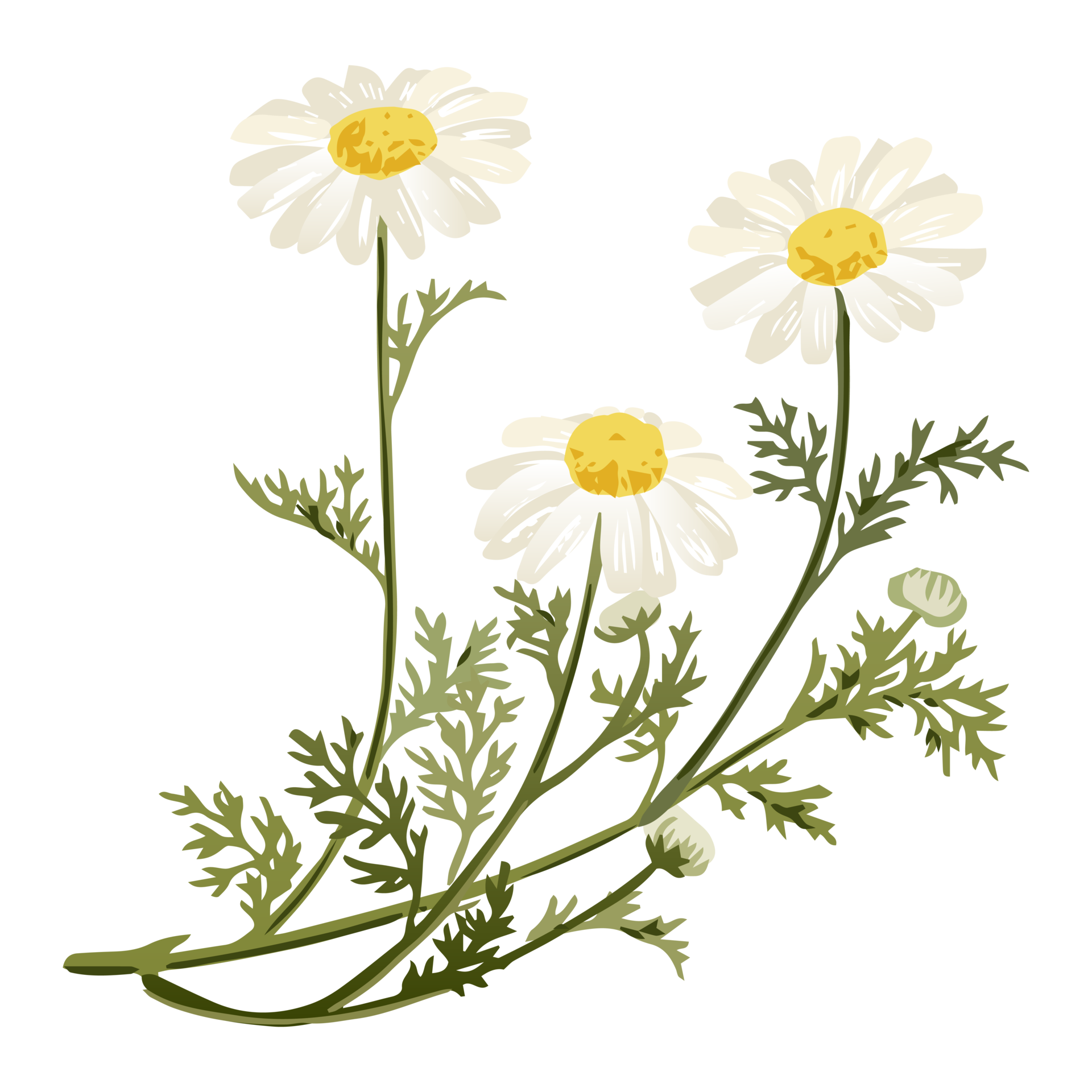 Botanical Flower Illustration 12662805 PNG