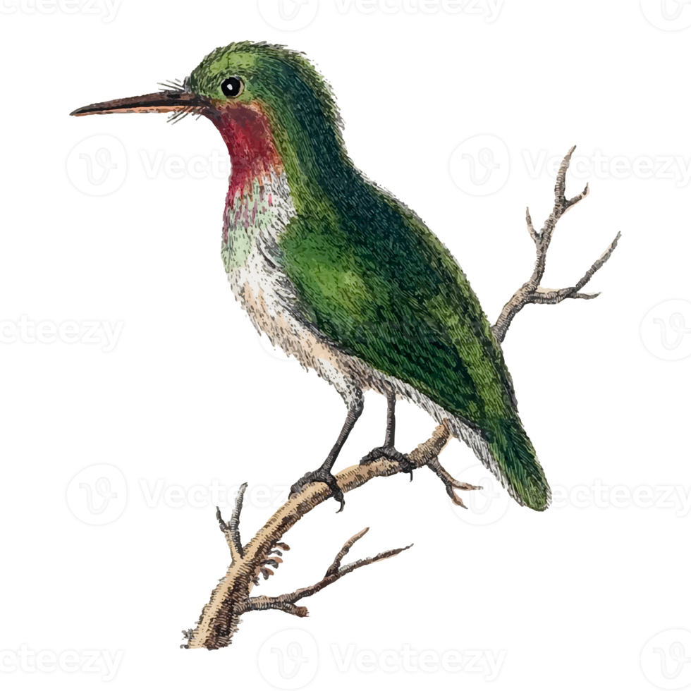 Exotic Bird Illustration png