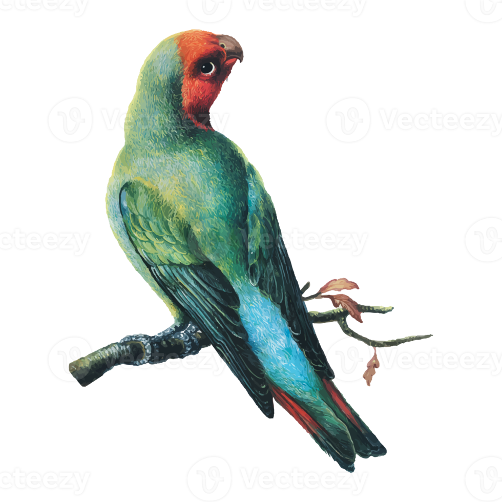 Exotic Bird Illustration png